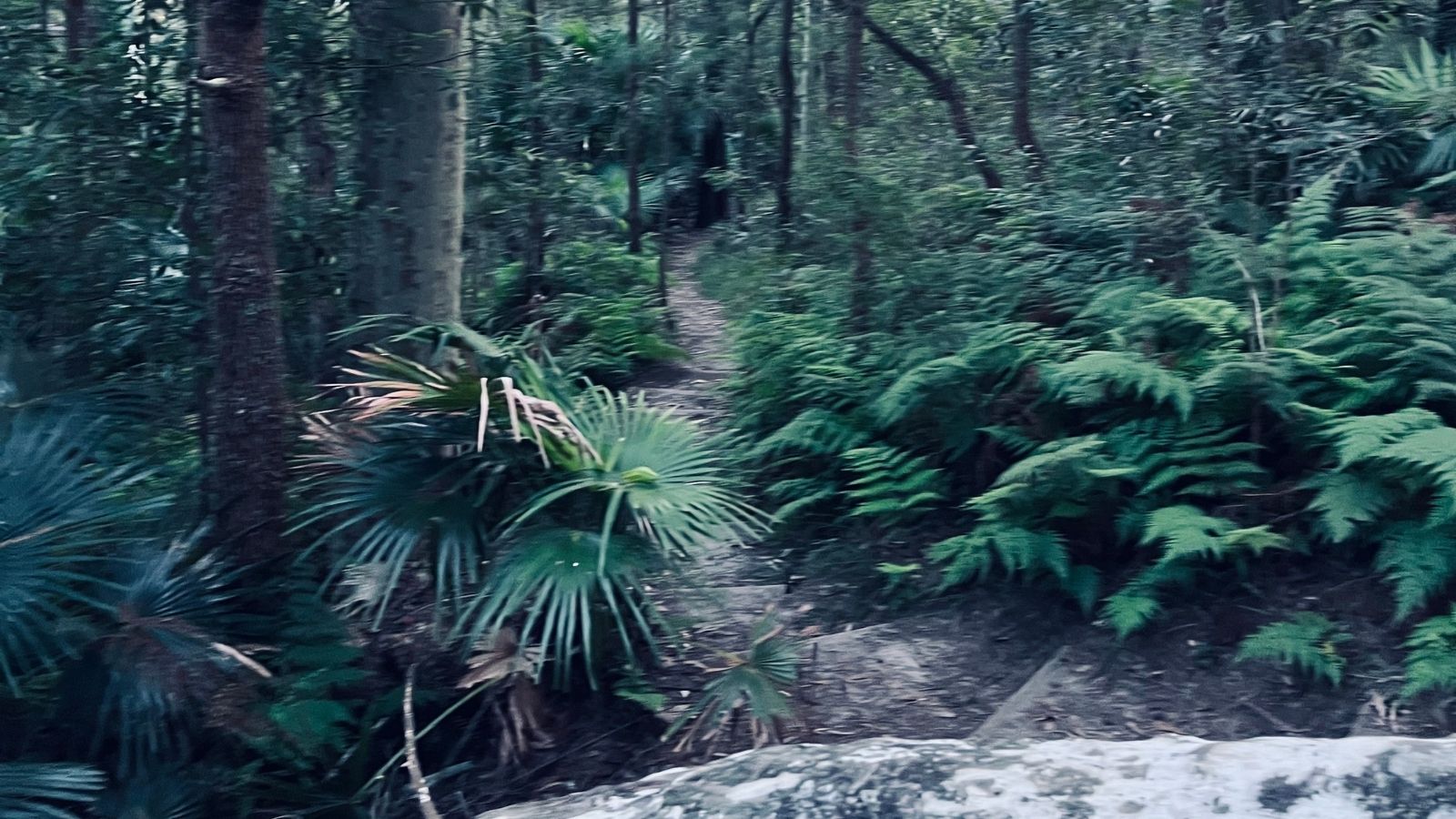 Angophora Reserve trail section