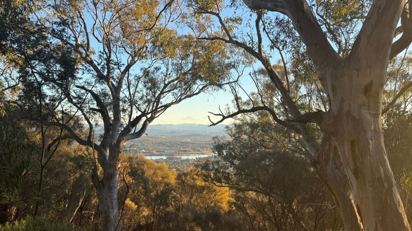 Eucalypt woodland in Mount Ainslie Nature Reserve