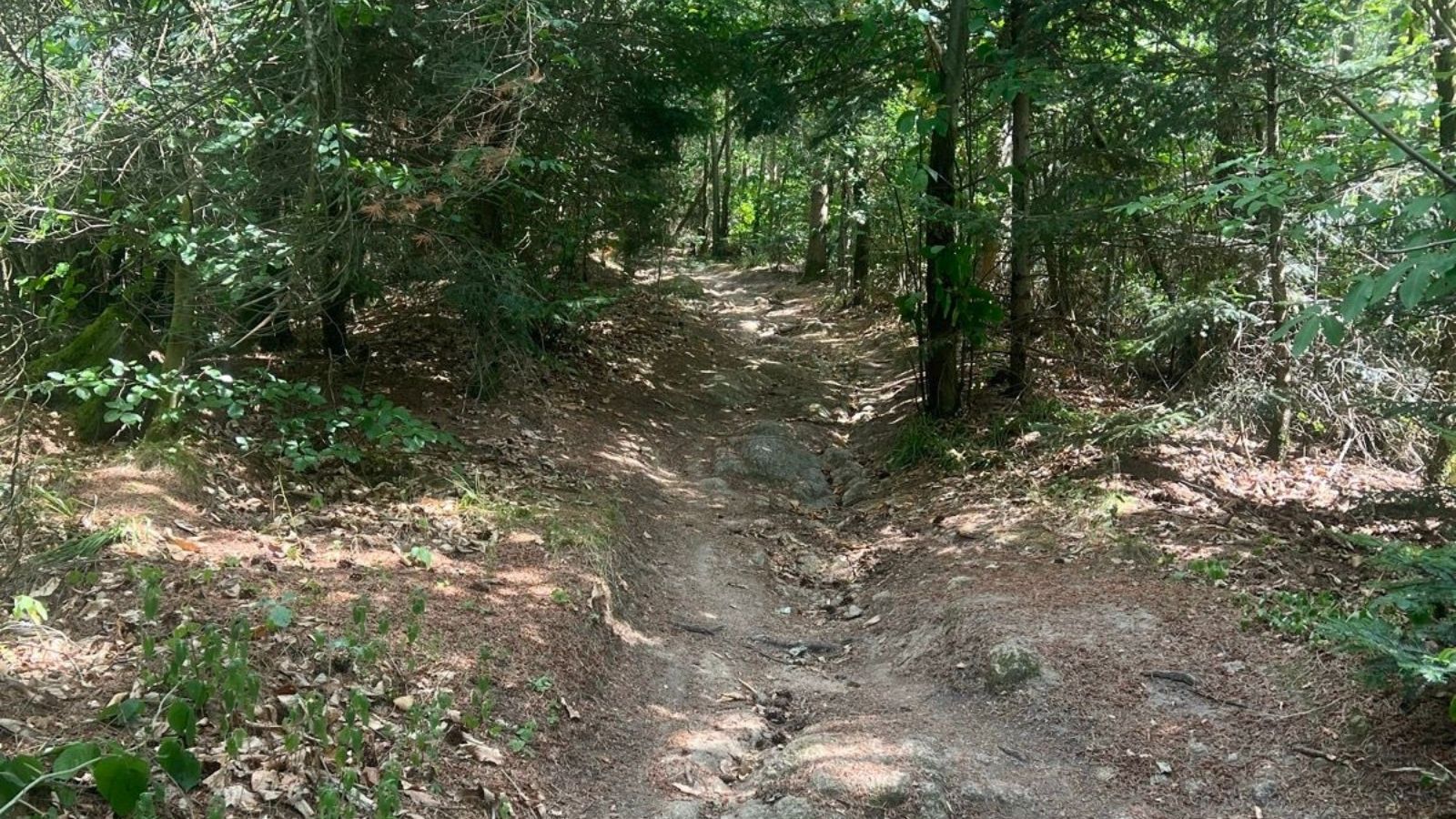 Black Forest trail climb near Fessenbach